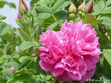 四季玫瑰應該如何養護和病蟲(chóng)防治