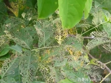 園林常見(jiàn)食葉害蟲(chóng)的綜合防治方法