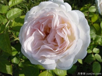 塞巴斯蒂安克奈普月季/芬香記憶月季