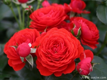 奇卡門(mén)廊月季/奇卡花環(huán)月季