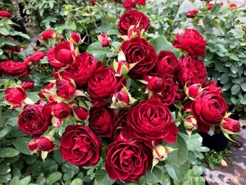紅色蕾絲月季