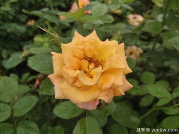 4月月季展葉抽條，如何養護順利爆花