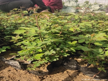 藍色風(fēng)暴月季杯苗4萬(wàn)盆發(fā)貨河北
