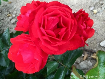 紅色瑪雅月季