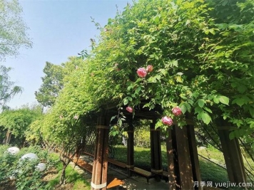 常州紫荊公園古老月季漸次開(kāi)放，展示市花的獨特文化魅力