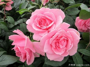 你真美麗月季的優(yōu)缺點(diǎn)是什么？