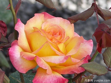 日平線(xiàn)月季