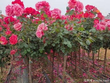 月季網(wǎng)：樹(shù)狀月季移栽養護管理辦法