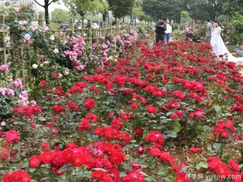 南昌月季市花文化和景觀(guān)圖集