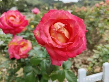 德陽(yáng)月季市花文化和景觀(guān)圖集
