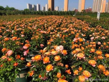 濟南玫瑰市花文化和月季景觀(guān)