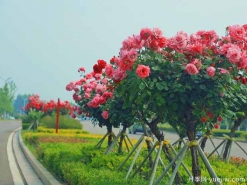 商丘月季市花文化和景觀(guān)圖集