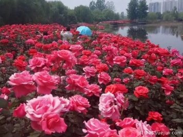 平頂山月季市花文化和景觀(guān)圖集