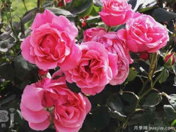 鶴壁月季應用和景觀(guān)圖集
