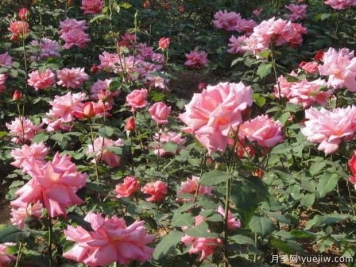 濮陽(yáng)月季市花文化和景觀(guān)圖集