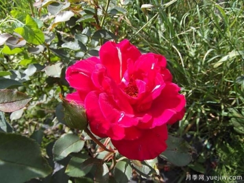 博帕爾火焰月季