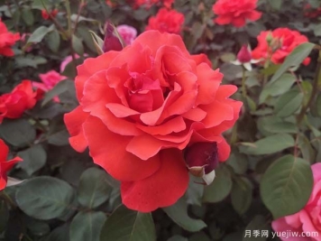 常見(jiàn)50個(gè)月季品種介紹，抗性好花不斷，可以買(mǎi)得到的經(jīng)典
