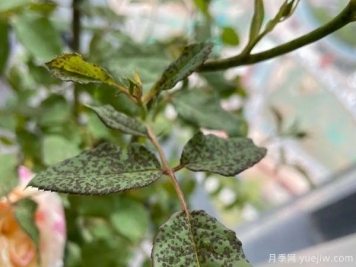 月季常見(jiàn)的4種病蟲(chóng)害和防治措施