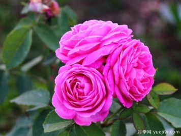 月季花枝壯花多長(cháng)勢旺要用什么肥料？