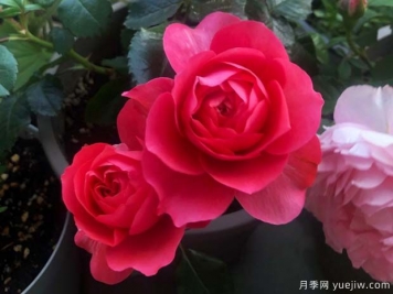 香奈兒陽(yáng)臺月季