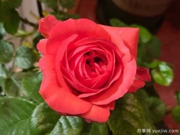 紅果汁月季/紅色果汁陽(yáng)臺/血橙