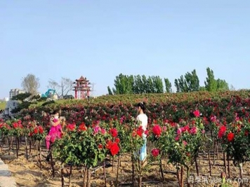 濰坊昌樂(lè )：西湖月季盛放期，五一假期花海來(lái)襲