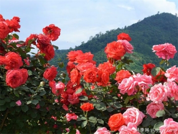 南陽(yáng)市月季國家林木種質(zhì)資源庫成立，打造南陽(yáng)月季甲天下