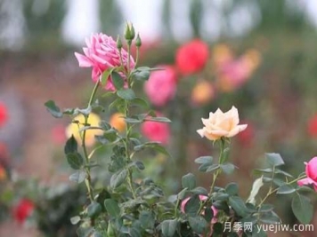 山東昌樂(lè )：百畝月季花海 引燃夏日激情