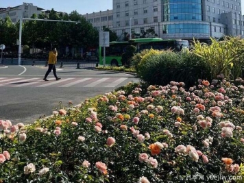 信陽(yáng)平橋區6月滿(mǎn)目繁花，開(kāi)啟月季美麗夏日