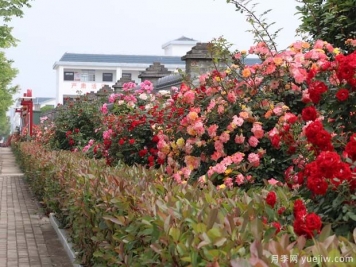信陽(yáng)平橋區：美麗鄉村月季開(kāi)，幸福生活美景來(lái)