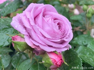 水星王陽(yáng)臺月季
