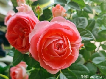 諾娃月季/鮭紅色陽(yáng)臺月季