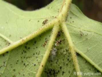六月份園林常見(jiàn)蟲(chóng)害病害的識別與防治