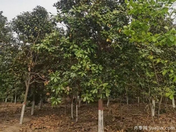 大樹(shù)苗木反季節移栽的6大養護措施