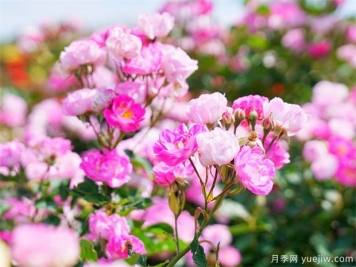 到冬天是否可以插桿月季花嗎？
