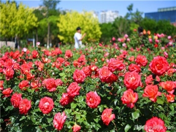 月季花黑斑病如何防治呢？