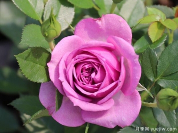 薰衣草門(mén)廊月季/紫色花環(huán)/薰衣草陽(yáng)臺/薰衣草花環(huán)