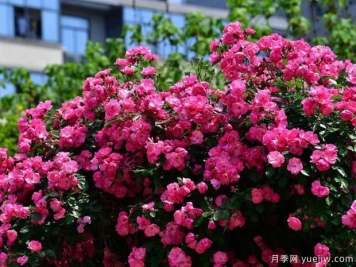 武漢新增多條絕美月季花道，江城處處花海景觀(guān)