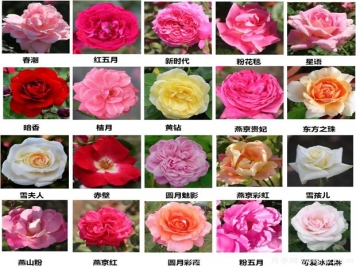 北京園科院自育月季萬(wàn)里挑一，提升北京城的氣質(zhì)與顏值