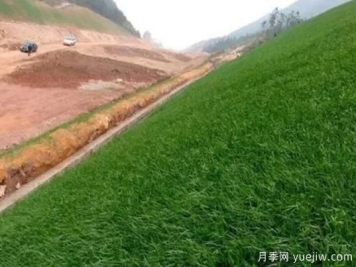 邊坡綠化設計方法和植物的應用