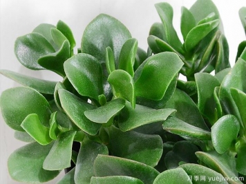 多肉植物之玉樹(shù)圖片和養護