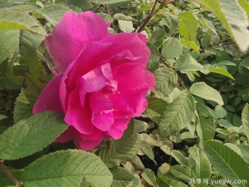 撫順玫瑰市花文化和月季景觀(guān)