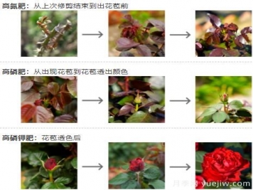 月季秋季施肥養護和注意事項