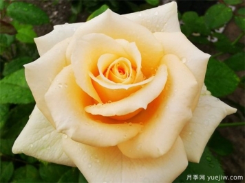 昆明斗南市場(chǎng)熱銷(xiāo)的十大切花玫瑰有哪些？