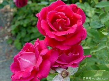 雅卡蘭達月季/藍花楹月季