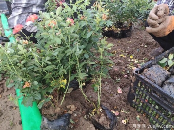 6萬(wàn)棵紅從容黃從容月季杯苗移植安徽景區道路