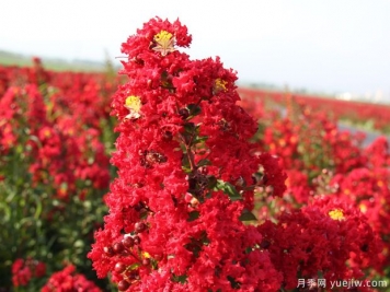盛夏的紫薇，艷麗火熱