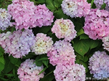 不同品種的繡球開(kāi)花后如何修剪？