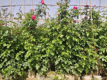 月季的2個(gè)繁殖方法是什么？