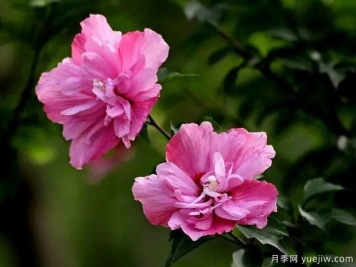 木槿的圖片特點(diǎn)和種植養護